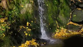 Feed your soul with Russian Poetry - Fyodor Tyutchev, Leafs