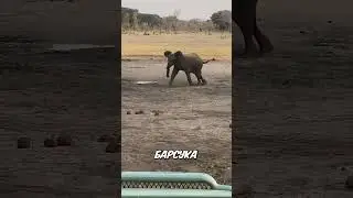 Почему медоед не умирает? Ответ вас шокирует 😱🐾