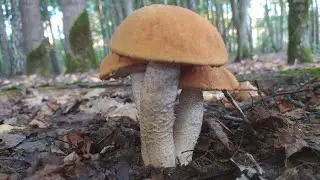 Ось такі справи по грибах .
