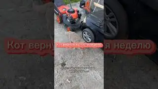 Кот вернулся домой весь в клещах