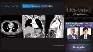 Anatomic Position - Medical Imaging Anatomy Course