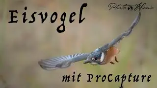 Eisvogel im Flug. Hütten-Ansitz mit OM-1, 150-400mm & ProCapture