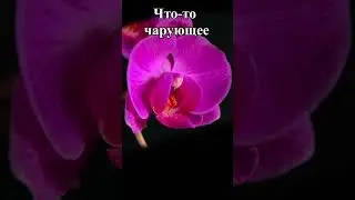 Что-то чарующее Shorts