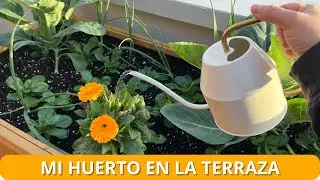 This is how I set up a vegetable garden on my terrace🥬