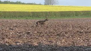 Melvins 2nd buck