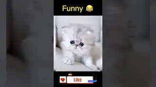 Kitten Kucing Menggemaskan #short #shorts #shortvideo #shortsvideo #kitten