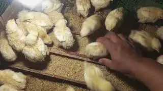 DAY 6 BROILER CHICKS UPDATE