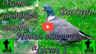Охота на дикого голубя - вяхиря в 2016 г.  Новая встреча.  Часть 1.