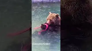 Хороша мочалочка. Буду чистый-чистый🐻🌊