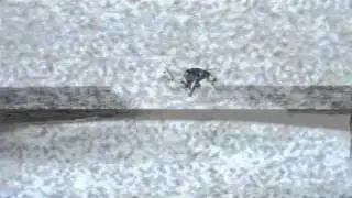 Flynnstone Flip