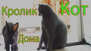 Кролик Осваивается Дома! Кушает и Играет с Котом!