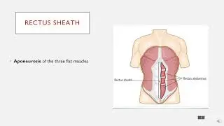 The Layers of the Abdominal Wall in 5 Minutes