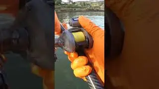 Is It a Coho OR Chinook Salmon???