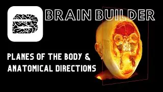 Planes of the Body and Anatomical Directions | 3D Anatomy