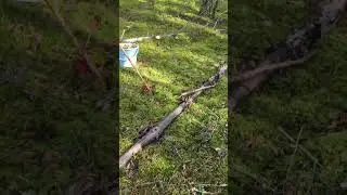 Метки Колясик ставит 