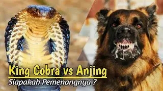 Merinding !!! Pertarungan Sengit Anjing Versus King Cobra