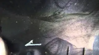 2011 Ecoboost Startup Noise - From Fenderwell