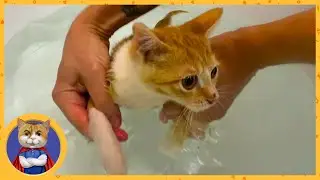 Учим котёнка плавать
