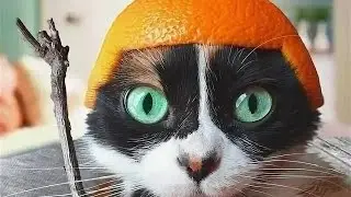 Разнос арены в аллодах онлайн