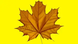 TOP 5 DES LÉGUMES D'AUTOMNE BON POUR LA SANTÉ