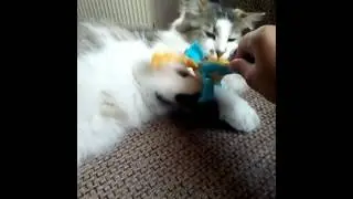 Маруська играет со мной дракончиком