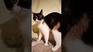Masha cat is talking Кошка Маша разговаривает
