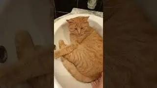 Я здесь хозяин...