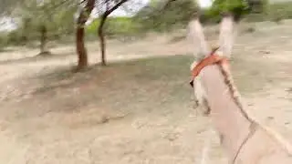 Donkeylife