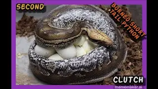 Blue Ghost x Stripe Marble Borneo Short Tail Python Clutch!