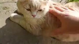 Молодой котик Маркиз