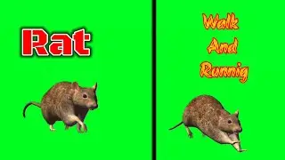 Red Rat Walk And Running Green Screen Video | Brown Rat Slow Motion Walk