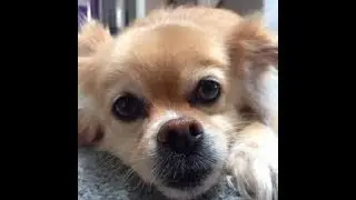 Soccer kills - smash bros brawl - The Dark Doggy