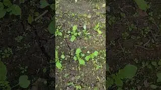 Дайкон Миноваси продолжает свой рост!