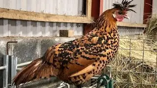 Chicken Appenzeller Spitzhauben - History, varieties and characteristics