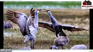 Bird Fest Evening Program: Malheur National Wildlife Refuge