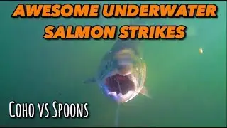 Awesome Underwater Salmon Strikes (Coho vs. Spoons)