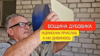 Кулаков, аж кидався тим воском! Віск Гавно! Хоча і є гарний! Прислали вощину ДУБОВИКА!