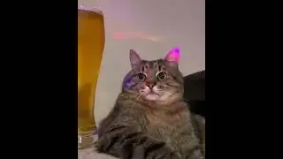 кот на дискотеке