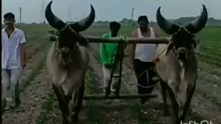 jamba  #balad #farming #vadhiyara #બળદ #nikunjhudad