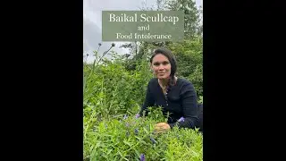 Baikal Scullcap at Ivywood Herb Nursery & Apothecary