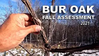 Bur Oak Tree Year Three Details [Height, Caliper, Prune, and Protect]