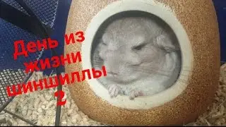 День из жизни шиншиллы 2 (в стихах)