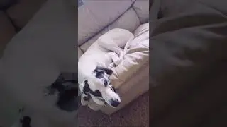 #foryoupage #foryou #fyp #fypシ #fy #viral #viralvideo #viralreels #cute #funny #dog #fun #viralshort