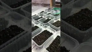Результаты посева