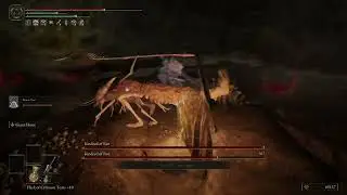 Elden Ring - Kindred of Rot x2 (Seethewater Cave)