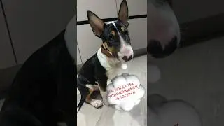 Своими руками ошейник для бультерьера ☝🏻😎 