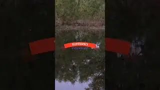 Вечерний ЖОР КАРАСЯ #shorts
