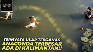 THE BIGGEST ANACONDA IS IN KALIMANTAN - Anaconda 2 (2004) Movie Recap: Searching for the Blood Or...