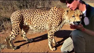 Cuddling a Cheetah Like a House Cat