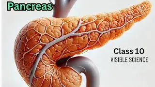 Pancreas | class 10